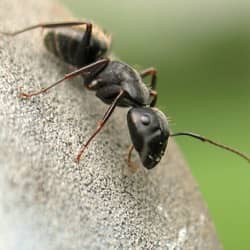 carpenter ant up close