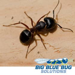 its never too early to think about ant control in rhode island