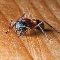 carpenter ant inside home