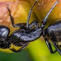 a carpenter ant crawling on flower bugs