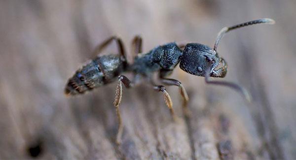 carpenter ant crawling on wood