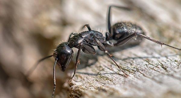 a carpenter ant crawling on wood