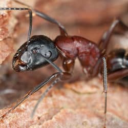 carpenter ant up close