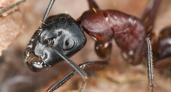 an adult carpenter ant burrowing through a wooden structure on a south portland maine property