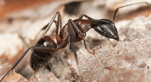 carpenter ant up close in Augusta