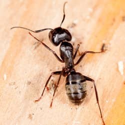 carpenter ant on floor