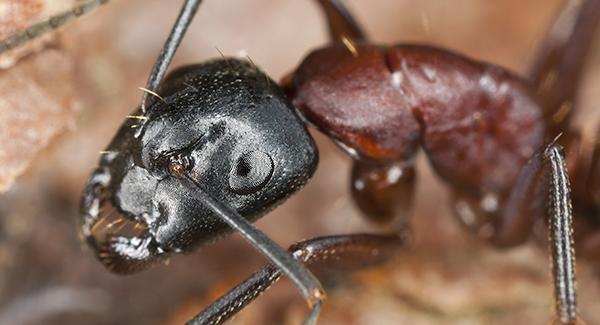 carpenter ant