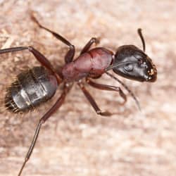 carpenter ant outside a MA home