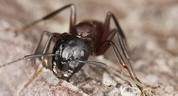 carpenter ant up close