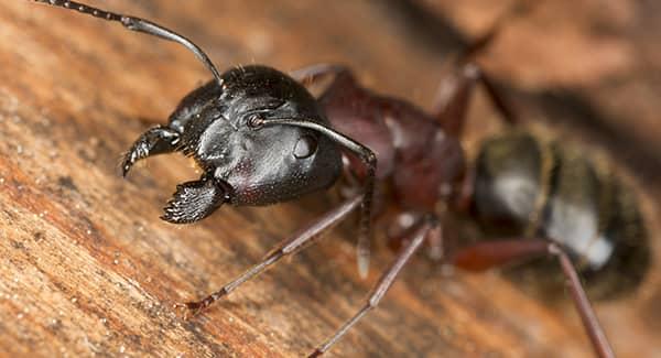 ant on wood