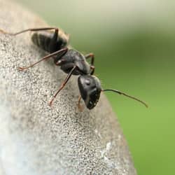 carpenter ant up close