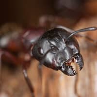 Carpenter Ant