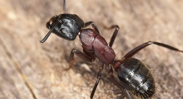 carpenter ants on concrete