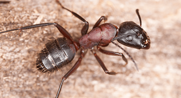 carpenter ant crawling on floor