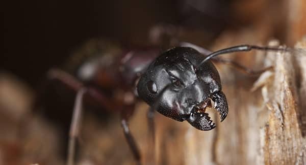 Could Carpenter Ants Still Be Active Inside My Maine Home