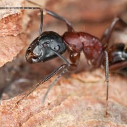 carpenter ant in water damaged wood