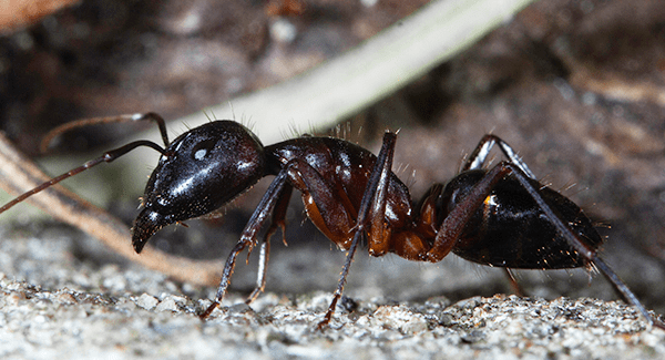 carpenter ant up close