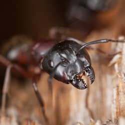 carpenter ant in a south portland me home