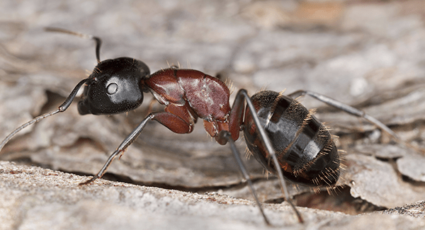 carpenter ant near south portland home