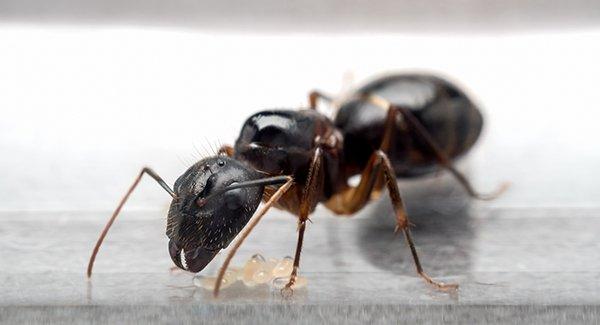 carpenter ant in a kitchen