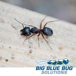 Carpenter Ants In Massachusetts