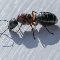 carpenter ant crawling on deck