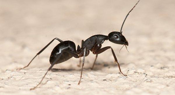 a carpenter ant on a kitchen floor