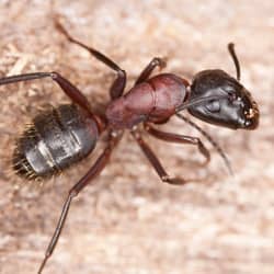 carpenter and crawling on wood