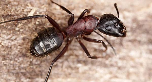 carpenter ant on rock