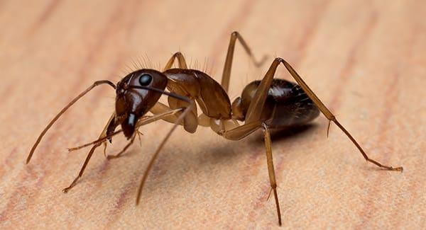 a carpenter ant crawling along a wooden beam inside of a worcester massachusetts home