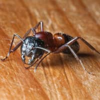 ant crawling across the floor