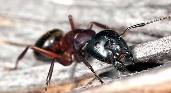 carpenter ant in new england