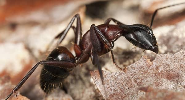 carpenter ant on a rock