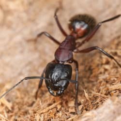 carpenter ant up close