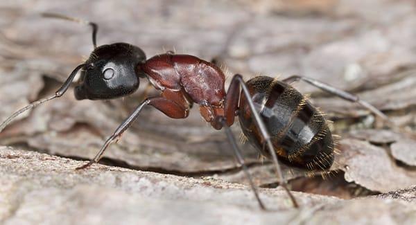 a carpenter ant infestation in a worcester massachusetts home