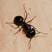 Carpenter Ant