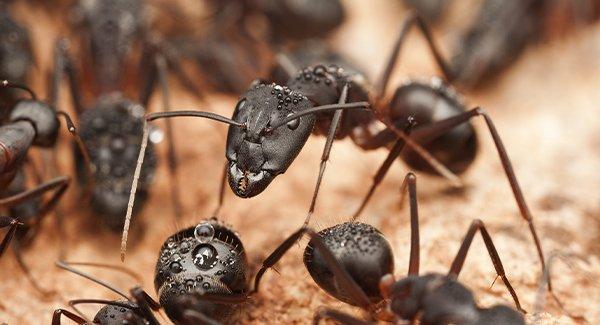 carpenter ants crawling on wood
