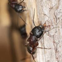 Image of Carpenter Ants