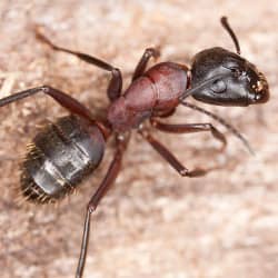 Are Carpenter Ants Still Active