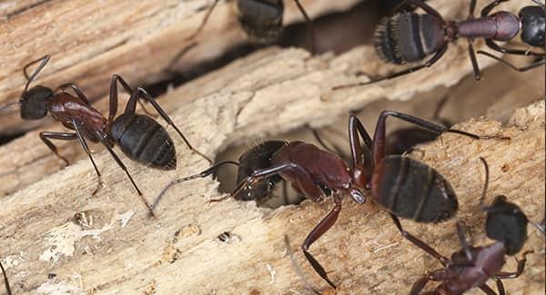 a colony of ants creating great damage in a wooden structure on a home in new england