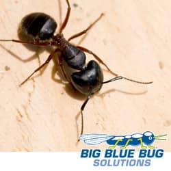 carpenter ants in new england can cause damage to your home