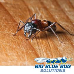 Carpenter Ant In Rhode Island Home