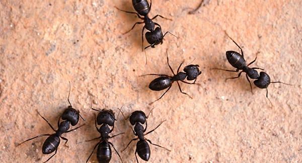 a colony of carpenter ants on a worchester massachusetts patio