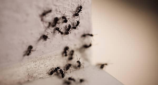a colony of black carpenter ants infesting a home as they crawling around the edges of a residents walls in in southern portland