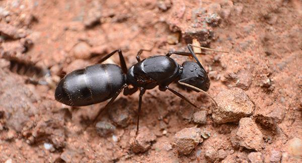 a carpenter ant in front of a home