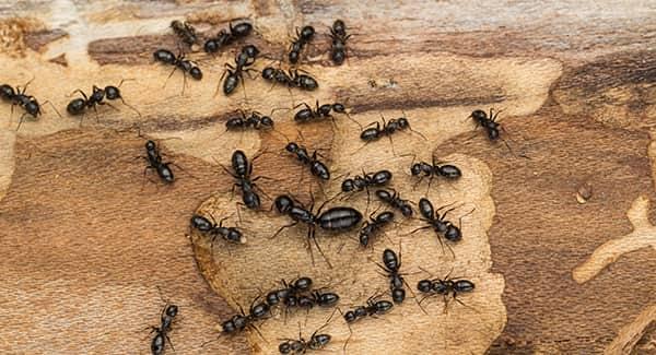 a very large colony of carpenter ants displaying the damage these pests can create on a wooden structure on a new england property