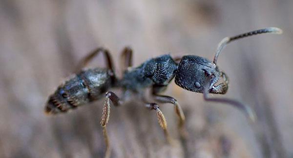 carpenter ant up close