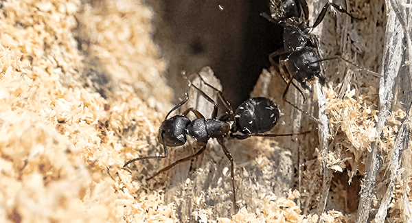 carpenter ant damaged wood