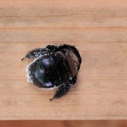 carpenter bee boring hole in massachusetts home