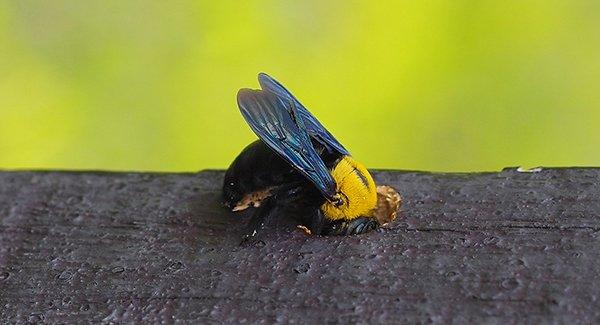 carpenter bee burrowing into wood